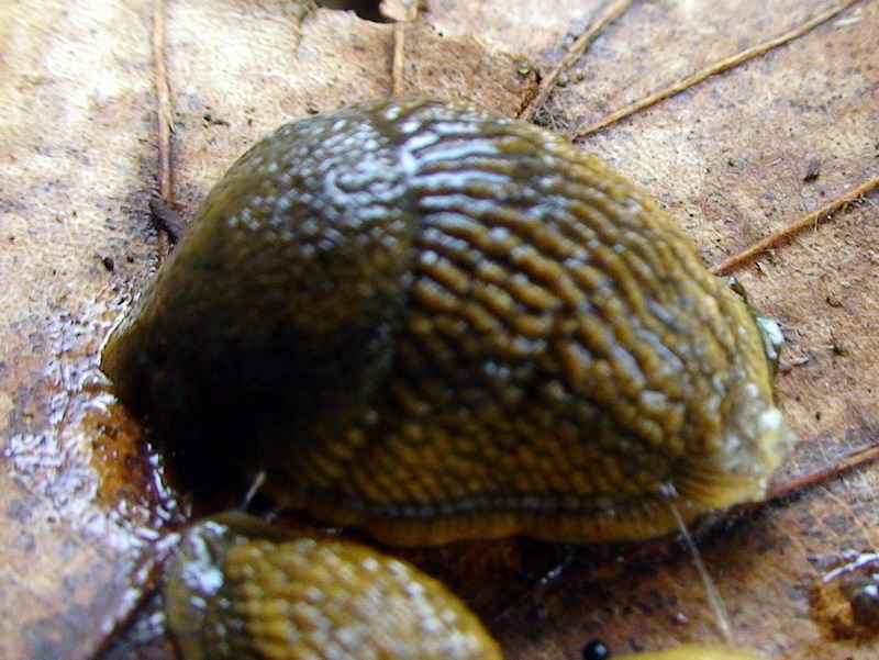 Un Arion tutto d''oro (Arion cf subfuscus)